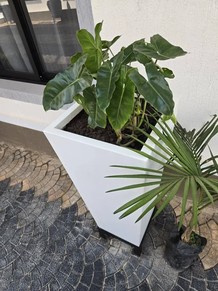 Plantes dans la cour